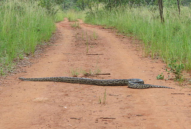 African-rock-python-crossing-Wildmoz.com