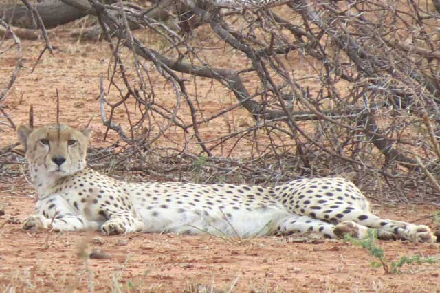 Kruger-Cheetah-Running-on-Full-Wildmoz.com