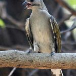 Hungry Hunter and the Honeyguide
