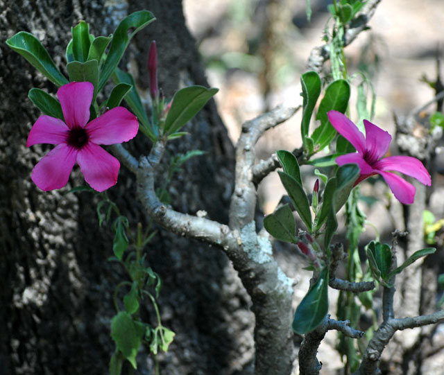 impala-lily-summer-flowering-dark-pink-wildmoz.com
