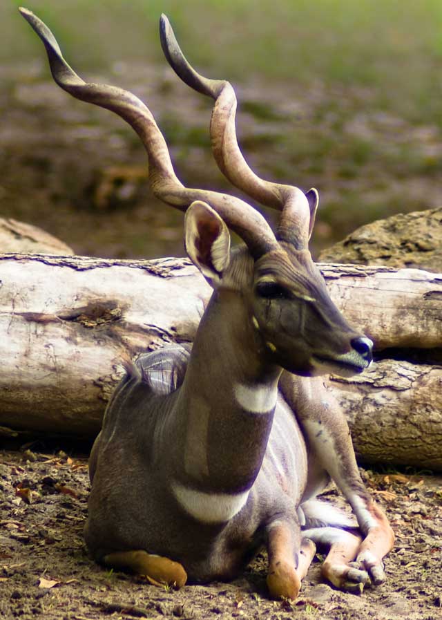 handsome-lesser-kudu-bull-wildmoz.com