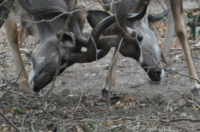 kudu-sparring-2-wildmoz.com