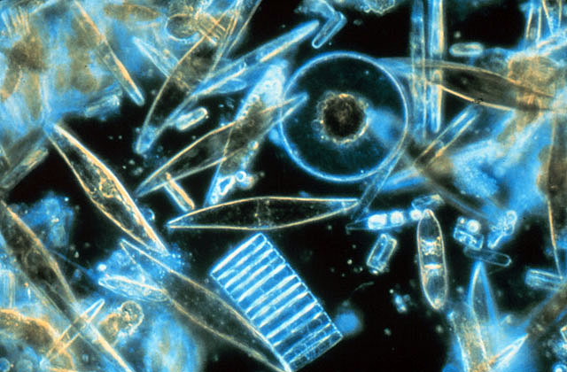 Diatoms-through-the-microscope-wildmoz.com