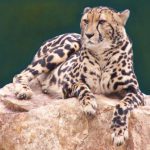 Our Rare King Cheetah