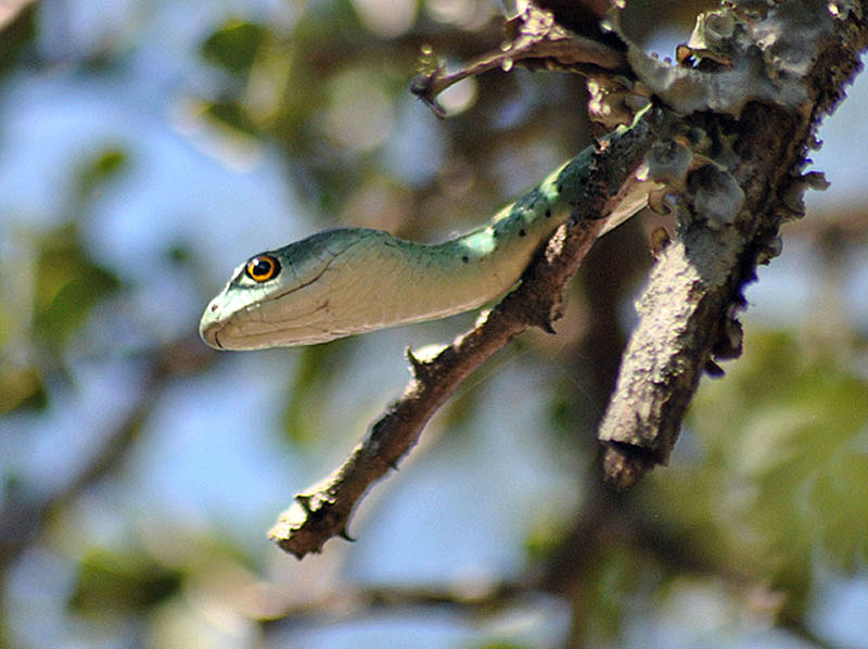 Spotted-bush-snake-simply-snooping-wildmoz.com