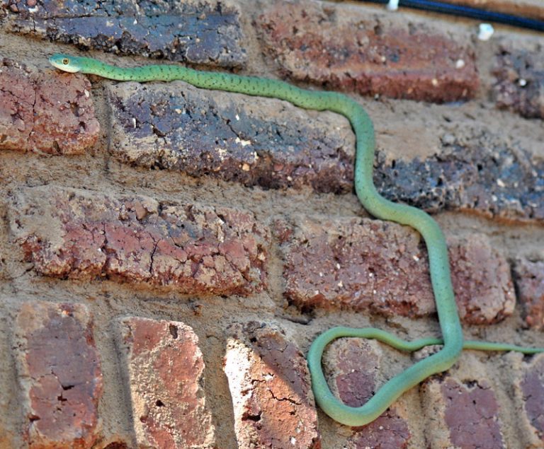 Wall Climbing Snakes Wildmoz Magazine