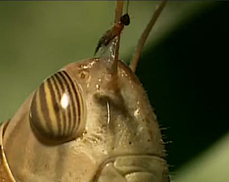 Fig-wasp-on-grasshopper-antenna-CariMostert