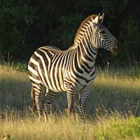 Tales of a Lonely Zebra