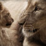 17 Unknown Facts About Lions