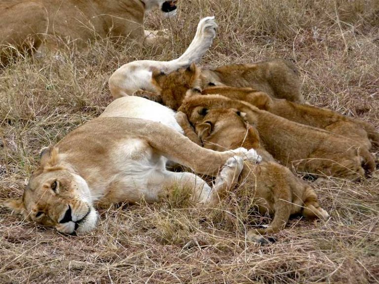 17 Unknown Facts About Lions Wildmoz Magazine