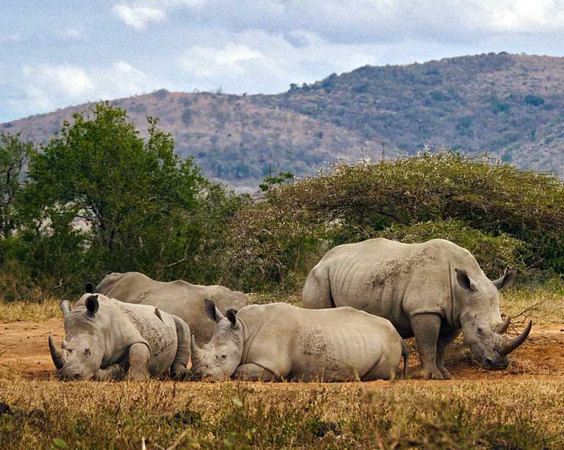 African-white-rhino-huddle-Wildmoz.com