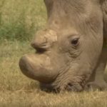 Goodbye Sudan: Last Northern White Rhino.