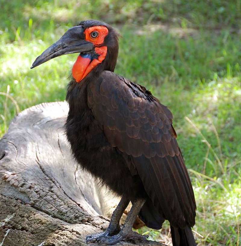 Southern-ground-hornbill-female-Wildmoz.com