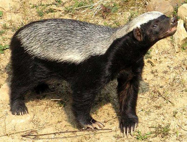 Fearsome, Fearless, Honey Badger Wildmoz Magazine