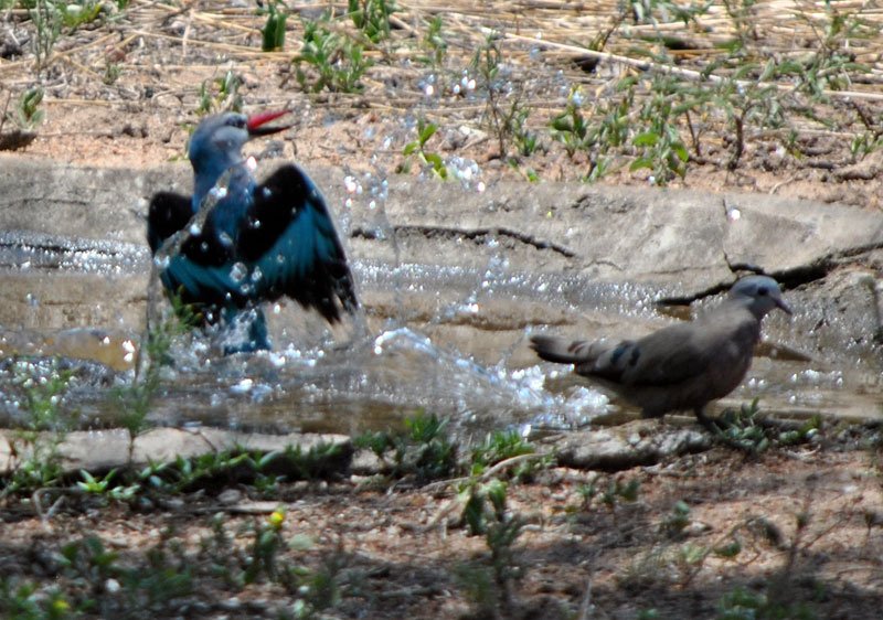 Woodland-kingfisher-Halcyon-senegalensis-bathing-1-Wildmoz.com