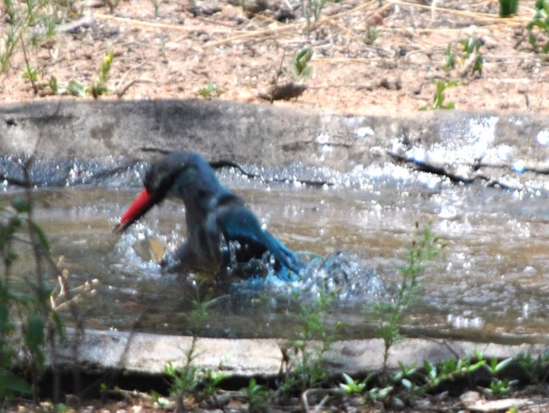 Woodland-kingfisher-Halcyon-senegalensis-bathing-11-Wildmoz.com