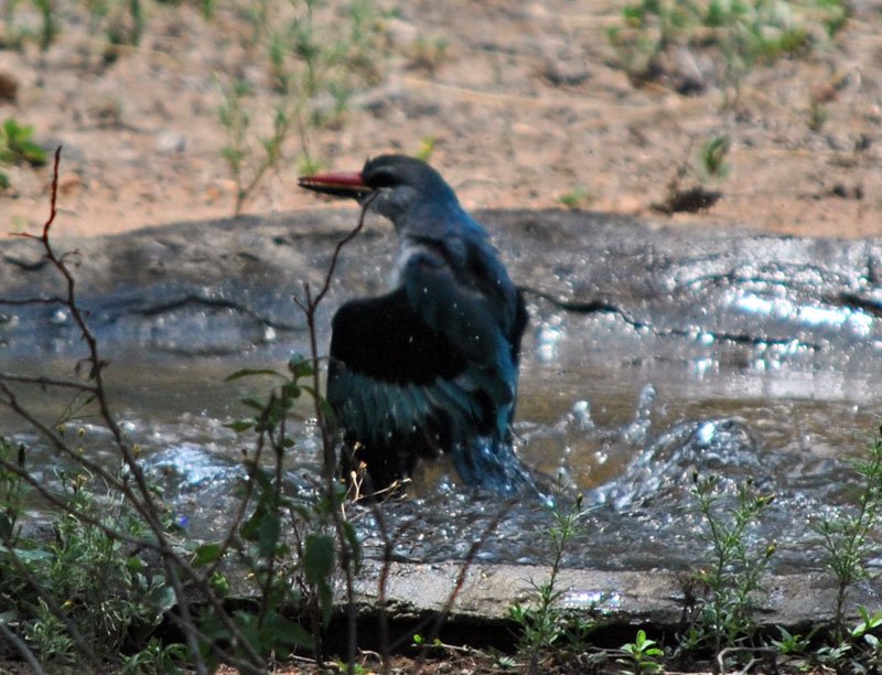 Woodland-kingfisher-Halcyon-senegalensis-bathing-18-Wildmoz.com