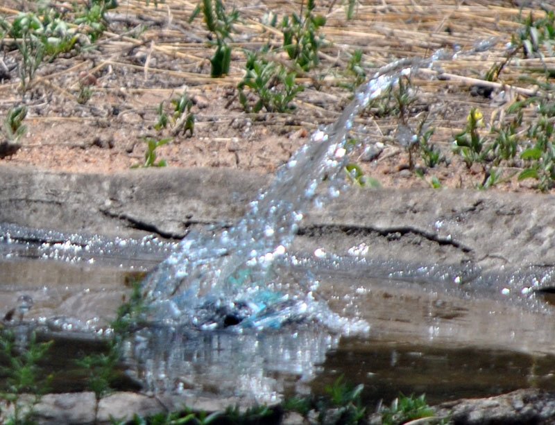 Woodland-kingfisher-Halcyon-senegalensis-bathing-2-Wildmoz.com
