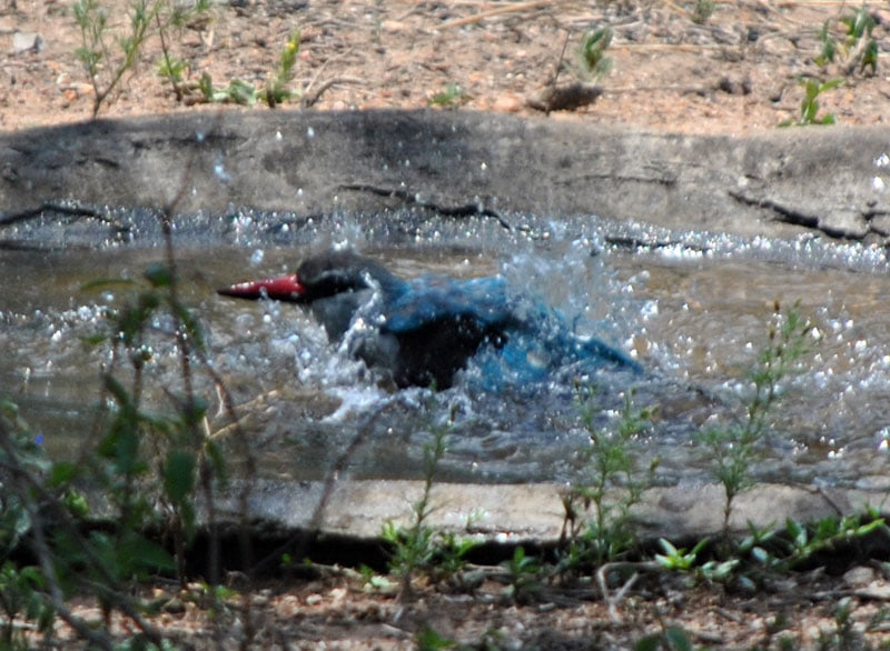 Woodland-kingfisher-Halcyon-senegalensis-bathing-4-Wildmoz.com