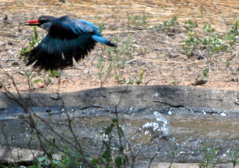 Woodland-kingfisher-Halcyon-senegalensis-bathing-5-Wildmoz.com
