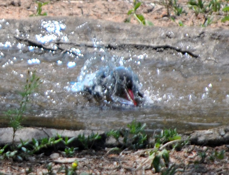 Woodland-kingfisher-Halcyon-senegalensis-bathing-6-Wildmoz.com