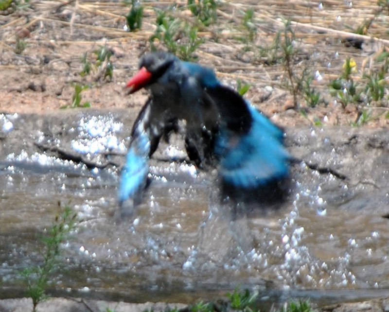 Woodland-kingfisher-Halcyon-senegalensis-bathing-8-Wildmoz.com