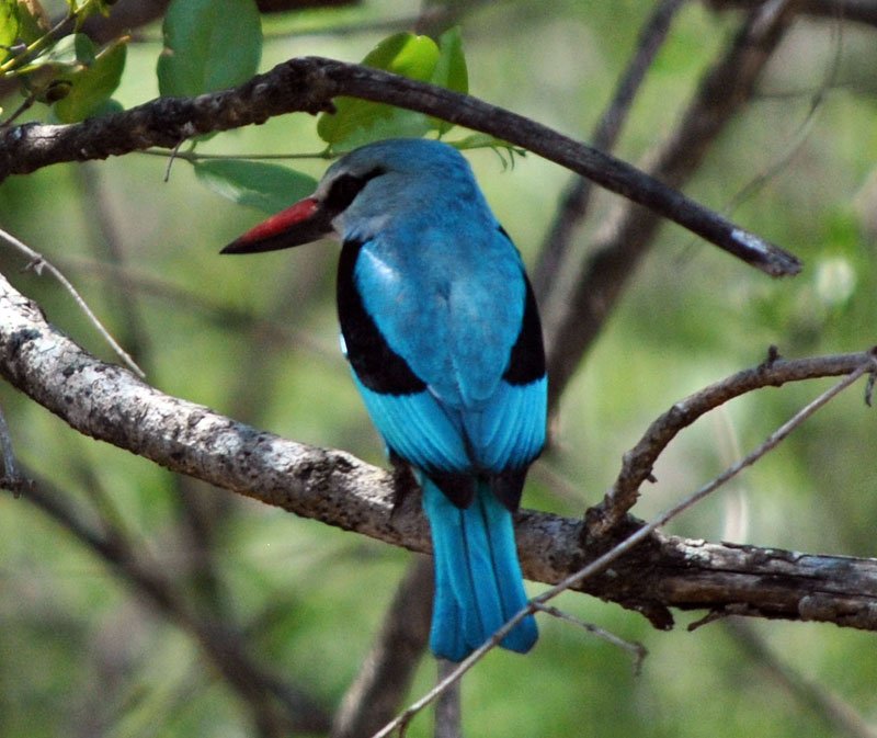 Woodland-kingfisher-Halcyon-senegalensis-male-Wildmoz.com