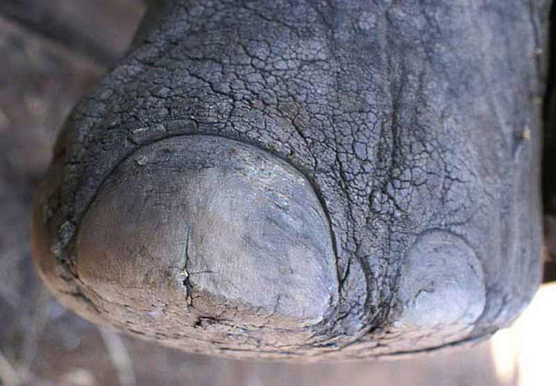 Big-five-African-elephant-foot-Wildmoz.com