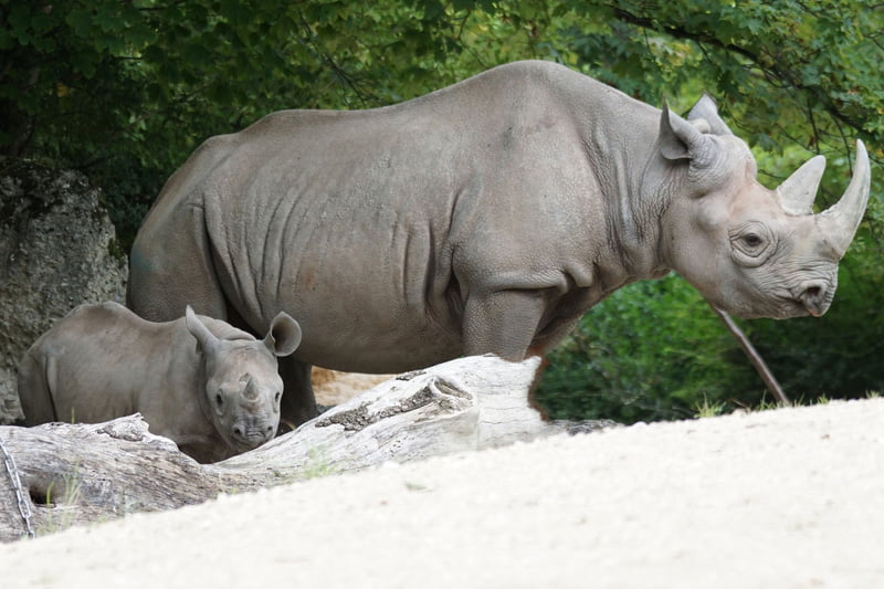 Big-five-black-rhino-and-calf-Wildmoz.com