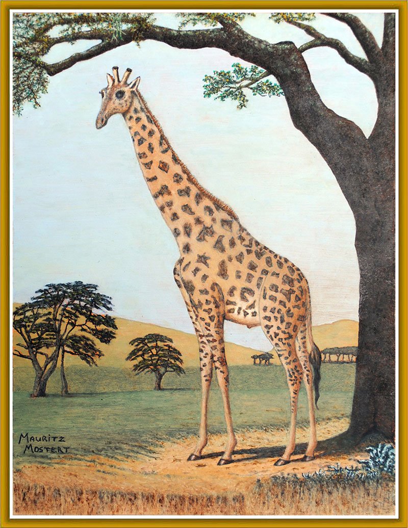 How-Giraffe-Streched-His-Neck-Wildmoz.com