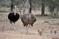 Ostriches Babies on the Loose