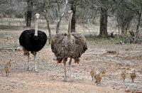 Ostriches Babies on the Loose