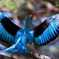 Diving Woodland Kingfishers